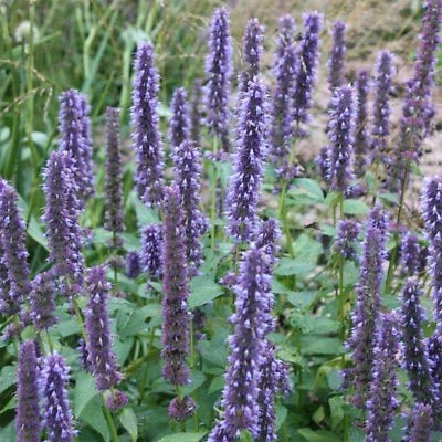 4x de laatste Agastache (dropplant), Tuin en Terras, Ophalen of Verzenden, Vaste plant, Overige soorten, Volle zon