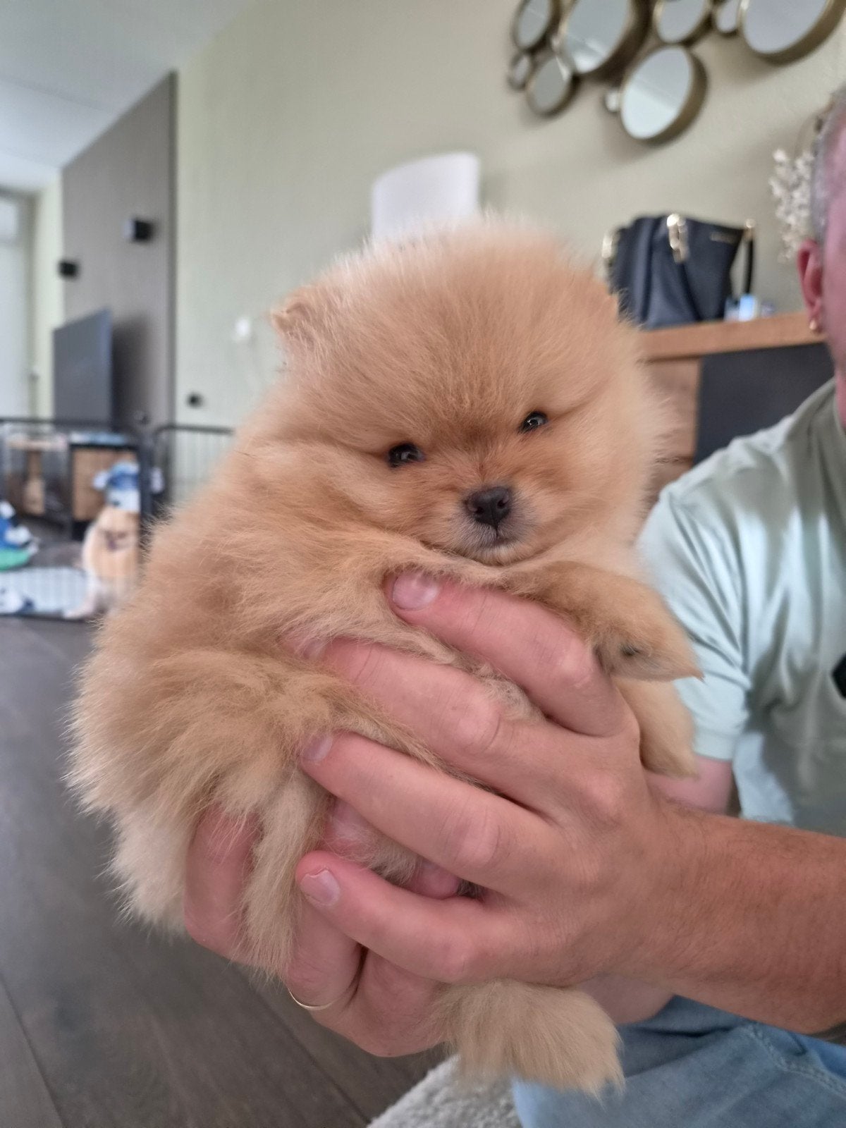 raszuiver pomeriaan pups, Keeshond, 8 tot 15 weken, Parvo, Meerdere