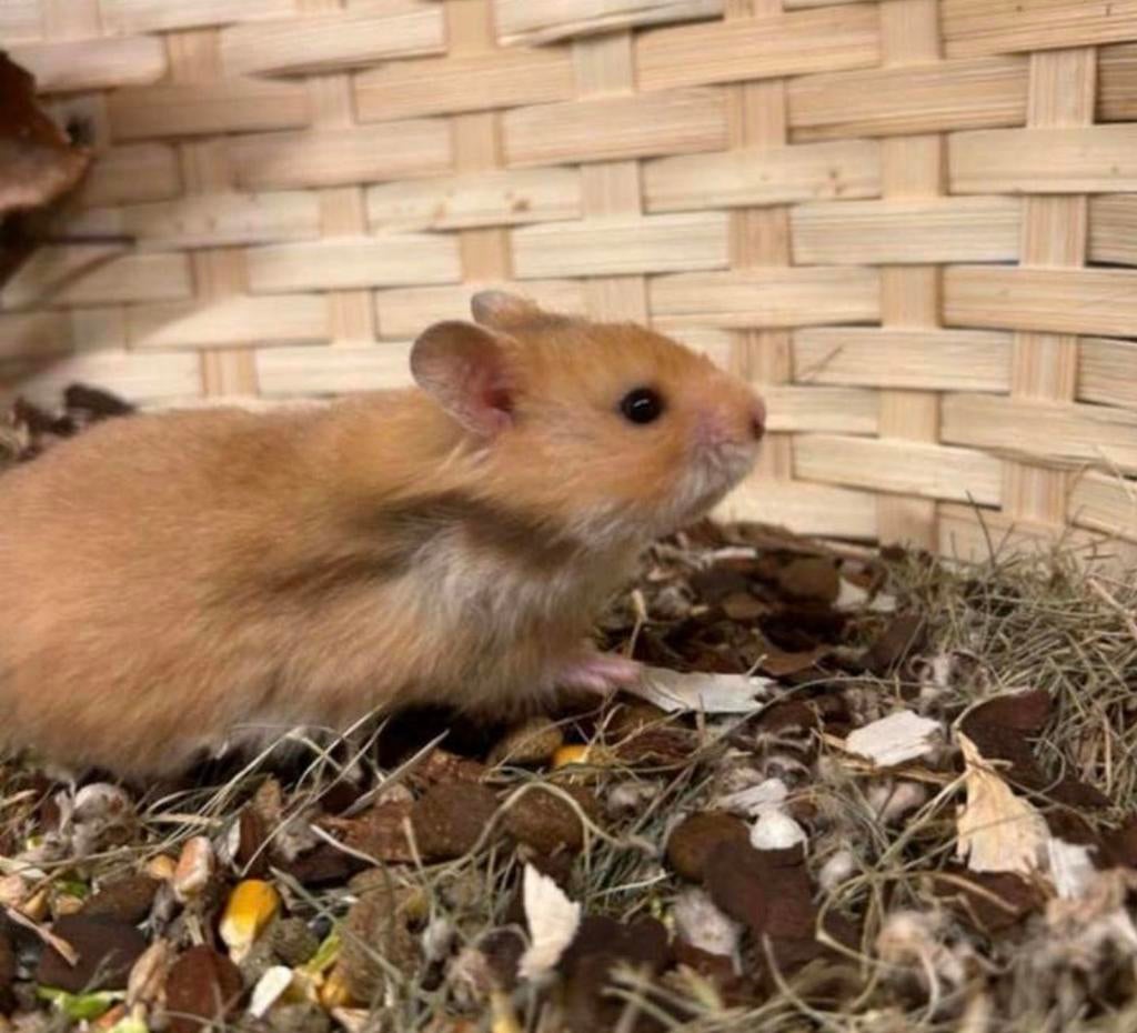 lieve super tamme goudhamsters ( vrouw) (van de fokker), Dieren en Toebehoren, Knaagdieren, Vrouwelijk, Hamster, Februari, Tam