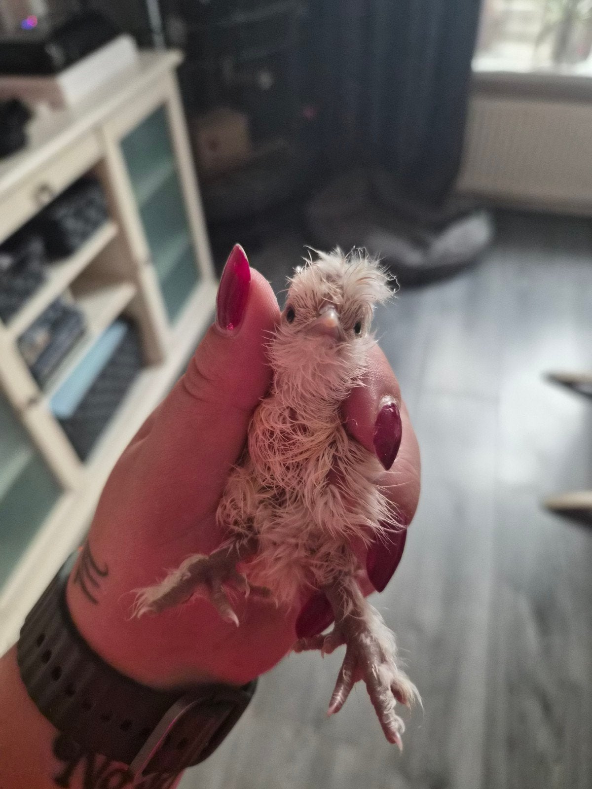 witte zijdehoen kuikens en haan, Geslacht onbekend, Kip