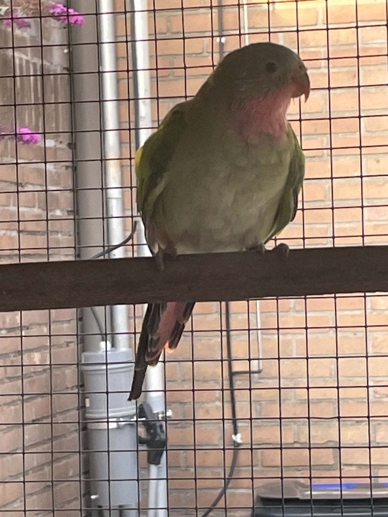 princess parkiet, Dieren en Toebehoren, Mannelijk, Parkiet