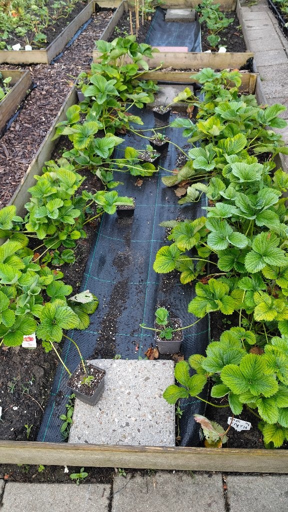 vele soorten aardbei aardbeien stekken stekjes planten, Ophalen of Verzenden, Zomer, Vaste plant, Volle zon