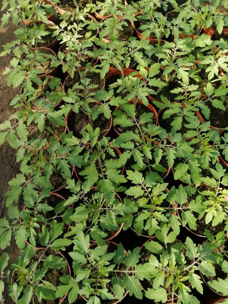CHERRY TOMATEN plantjes Vers en klaar om te planten, Tuin en Terras, Planten | Tuinplanten, Ophalen, Volle zon, Groenteplanten