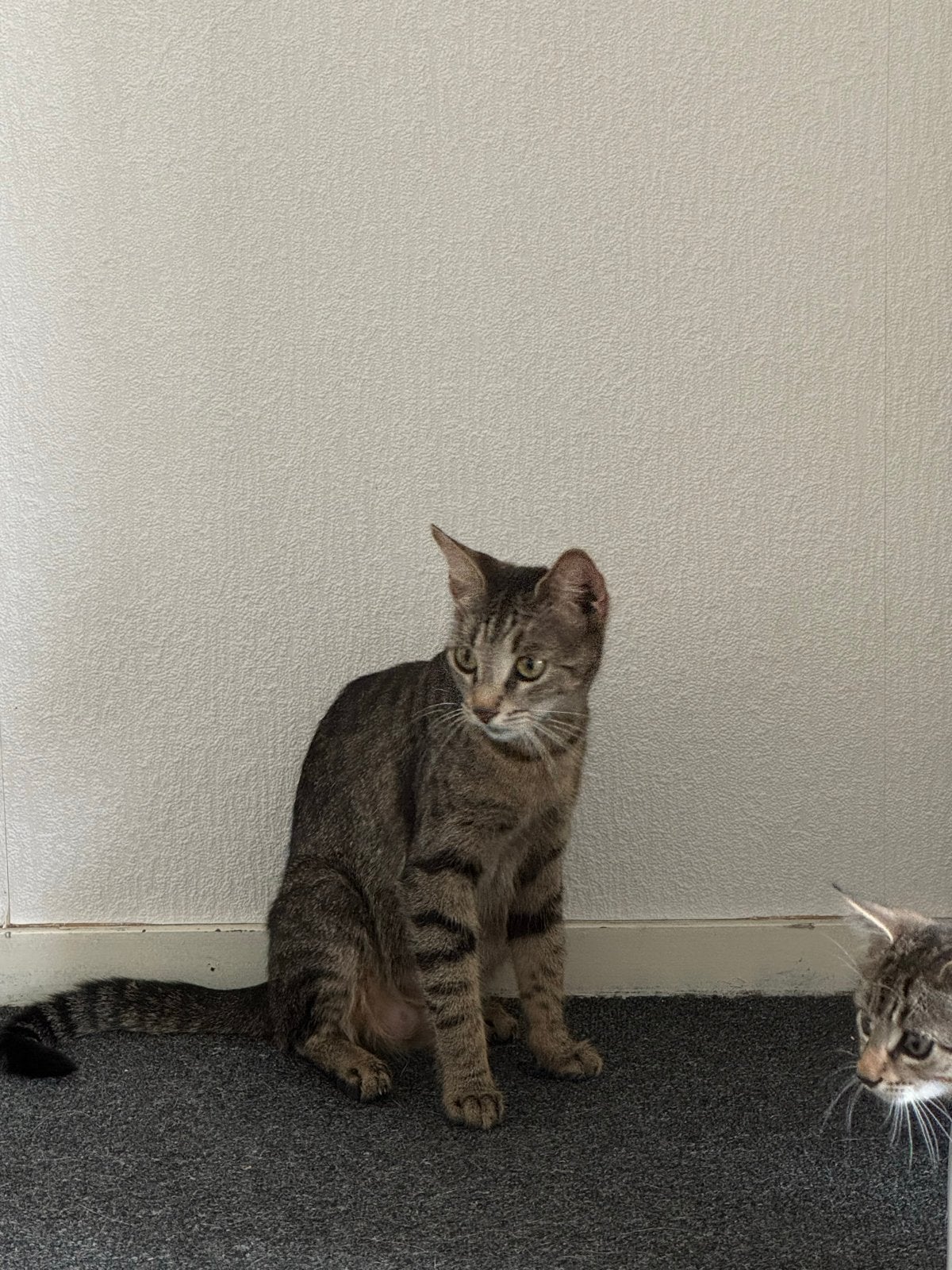 Tabby kat zus en broer, Poes