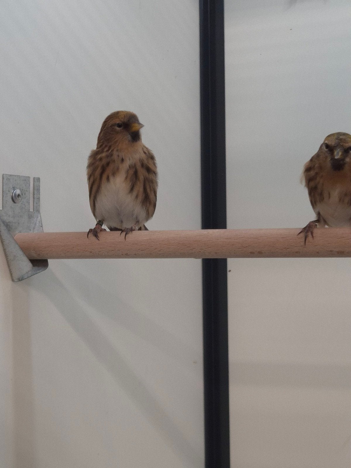 Kleine barmsijsen, Geslacht onbekend, Wildzangvogel, Geringd