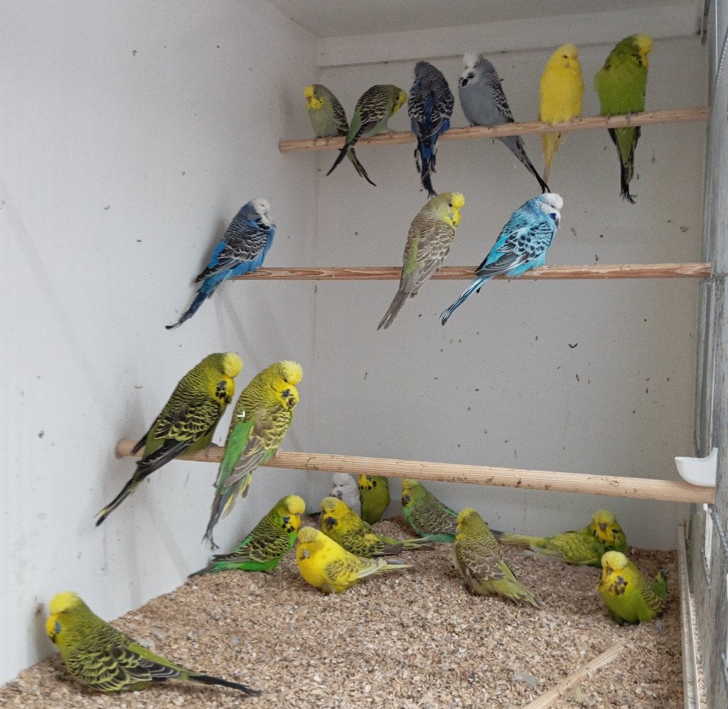 te KOOP Engelse parkieten, Meerdere dieren, Parkiet, Geringd