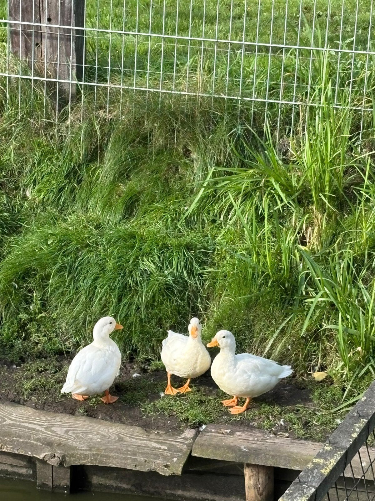 kwakers, Dieren en Toebehoren, Meerdere dieren, Eend