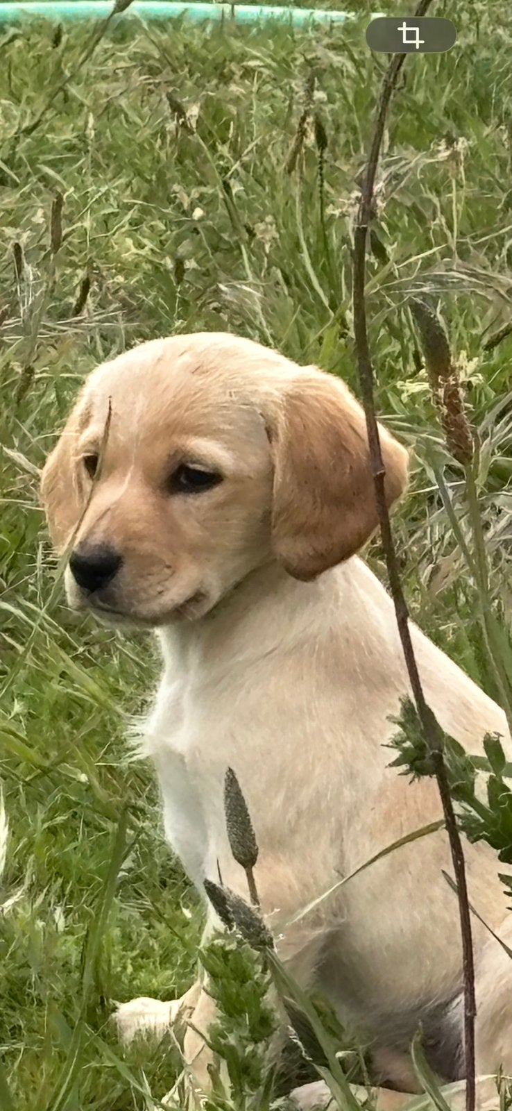Super sociale pups mogen verhuizen!, Parvo, 8 tot 15 weken, Teef, Meerdere