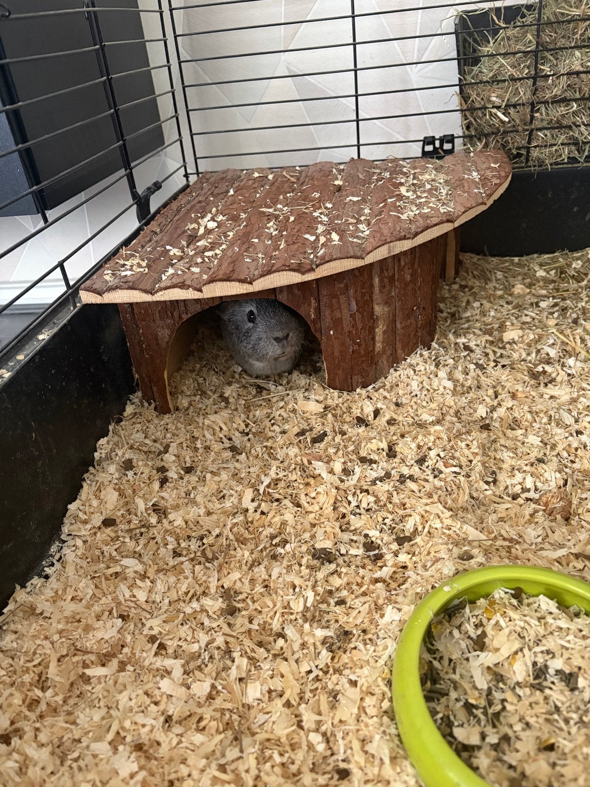 Mannelijke cavia grijs, Dieren en Toebehoren, Mannelijk, Tam, Maart, Cavia