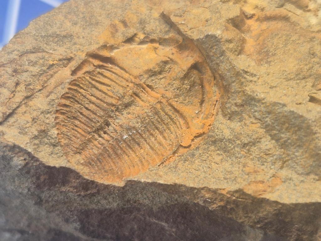 Trilobiet fossielen - Ctenocephalus coronatus, Verzamelen, Mineralen en Fossielen, Ophalen of Verzenden, Fossiel