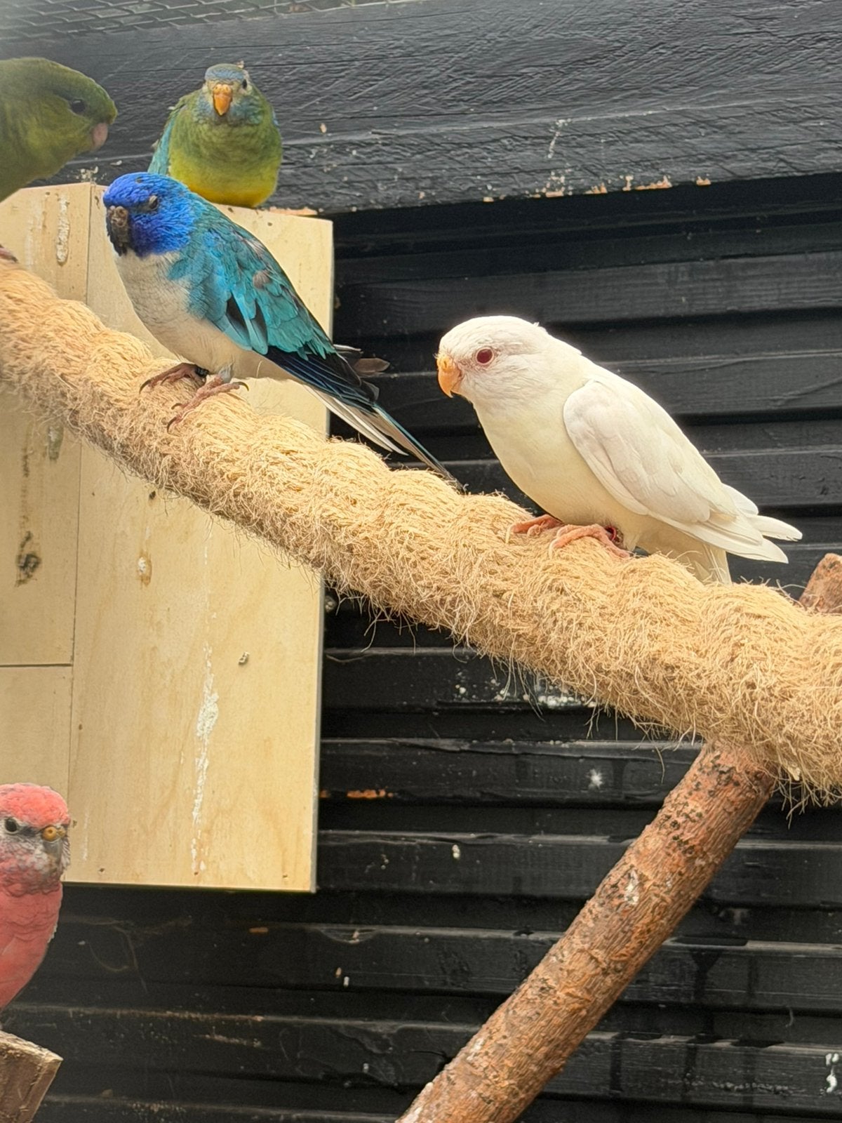 Splendid koppel, Meerdere dieren, Parkiet