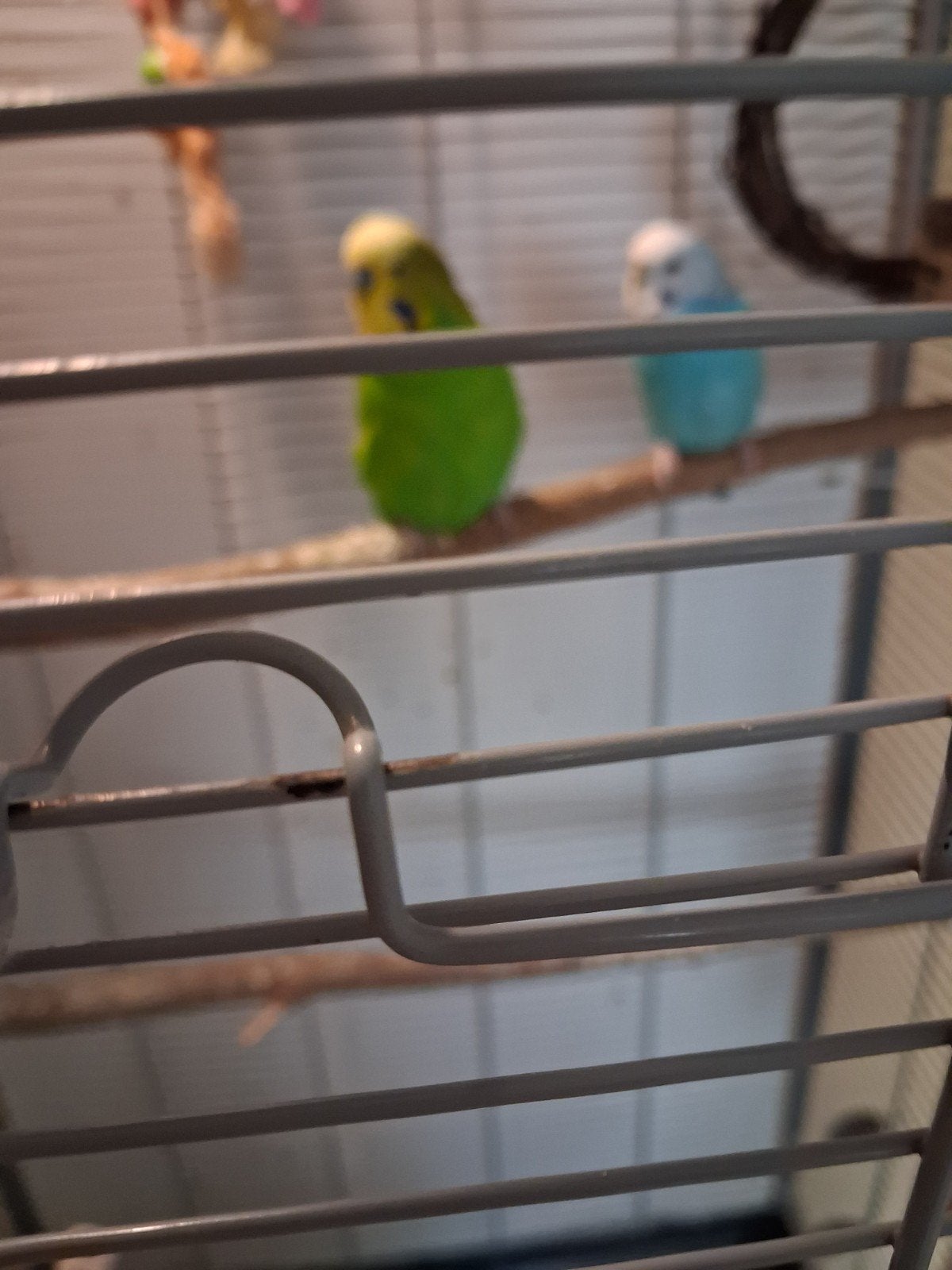 Twee vogeltjes, Ophalen