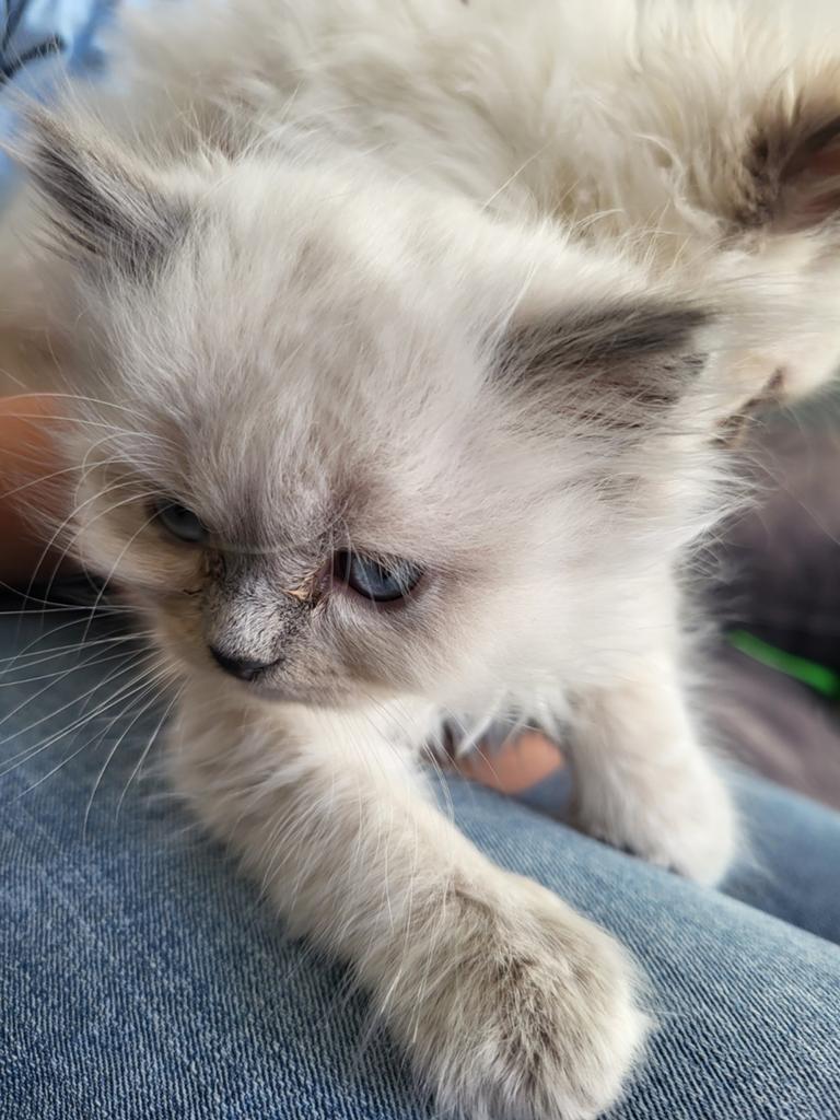 Twee mooie ragdol kittens klaar om hun nest te verlaten, Meerdere dieren