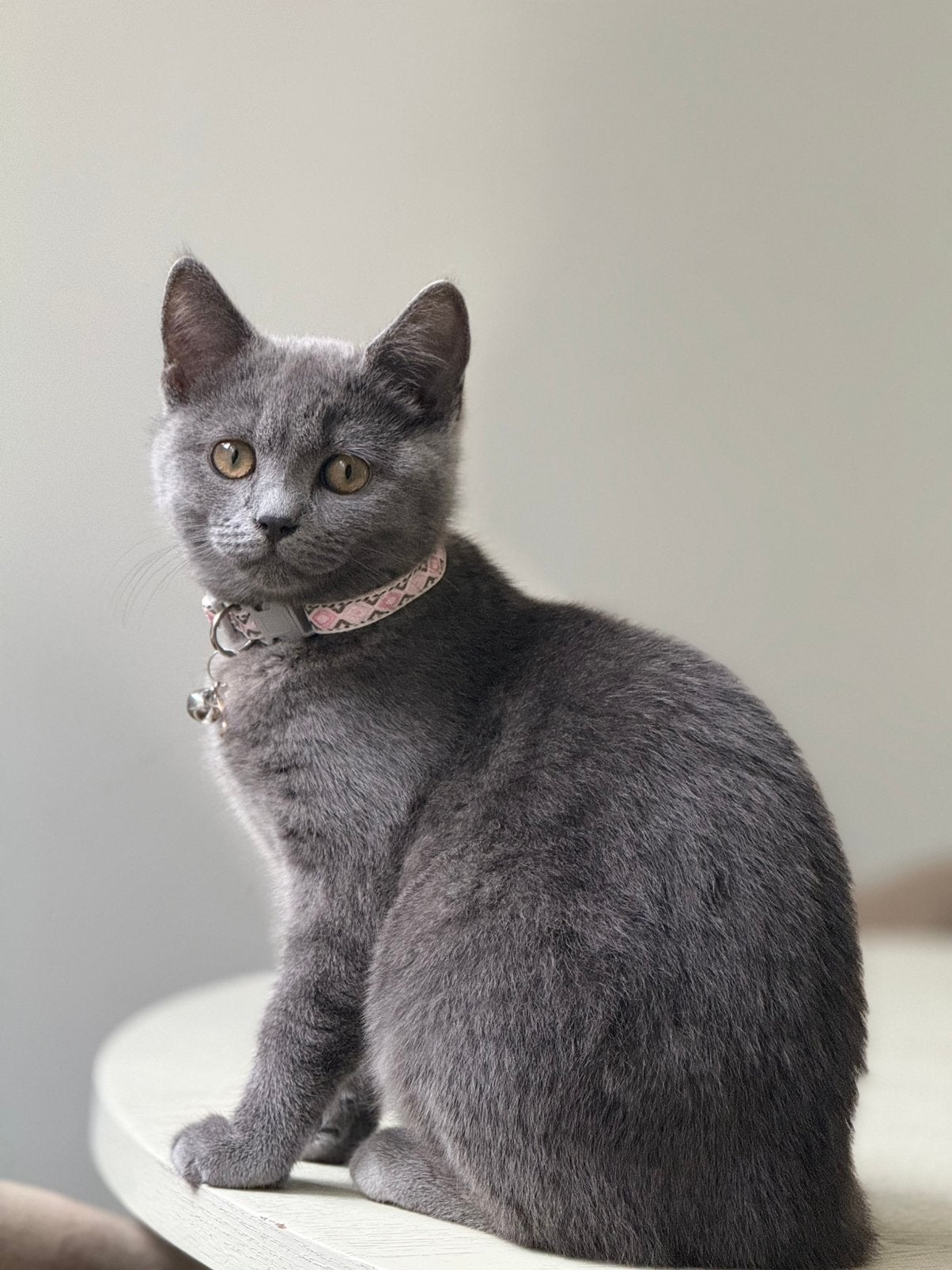 Britse Korthaar kitten (poes), Dieren en Toebehoren, Poes, Ontwormd, 0 tot 2 jaar