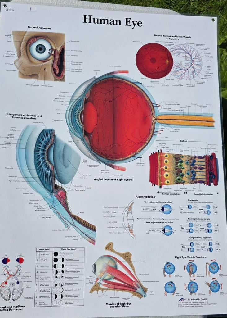 Anatomische poster “Human Eye” – geplastificeerd, Ophalen of Verzenden