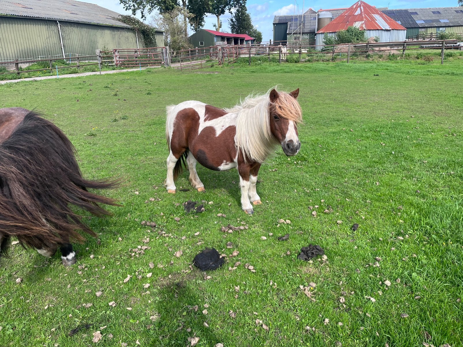 te koop shetlanders drachtige merries voor 2027, Dieren en Toebehoren, Merrie, A pony (tot 1.17m), 0 tot 2 jaar