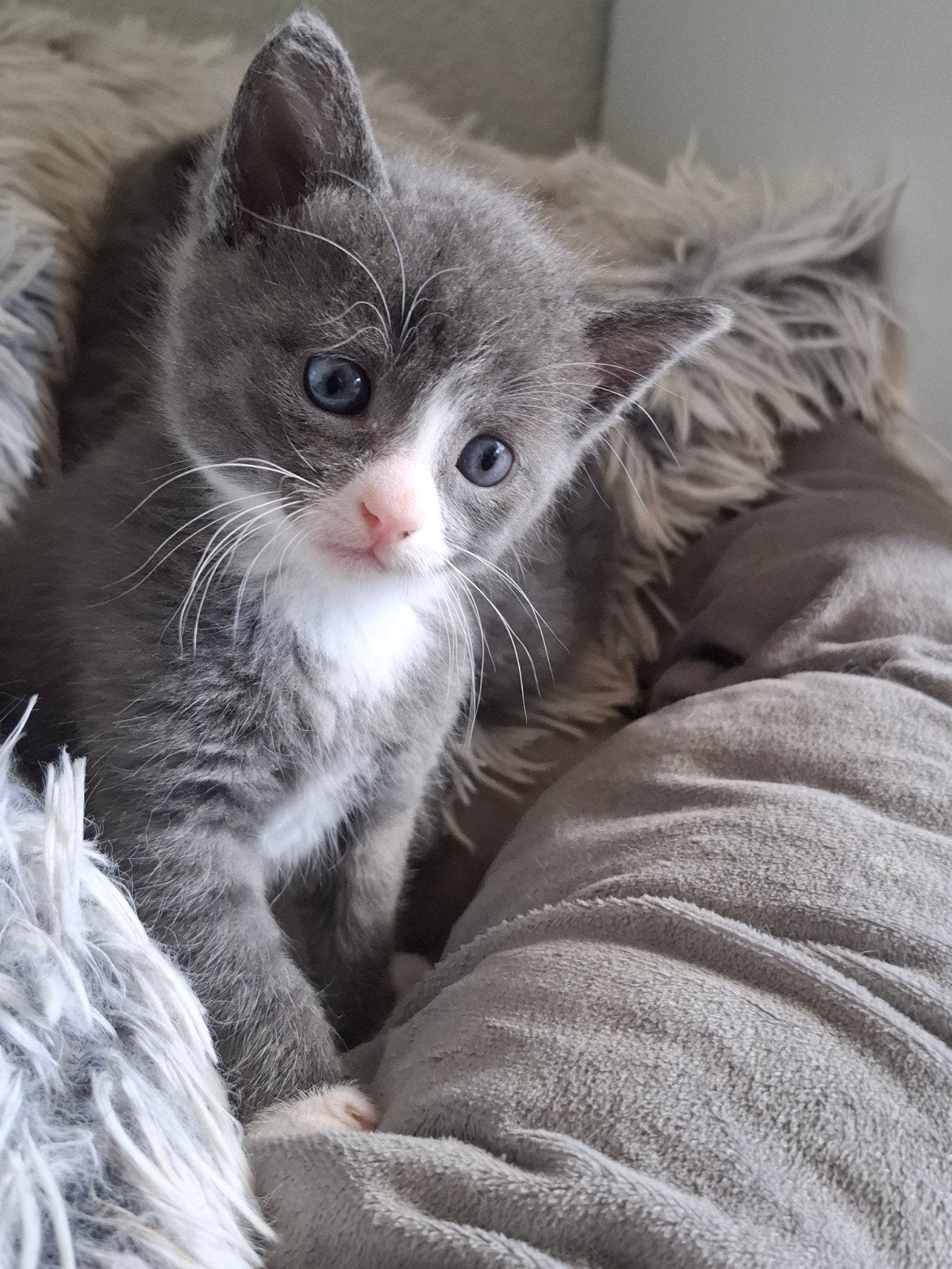 kittens, Dieren en Toebehoren, Meerdere dieren, Ontwormd