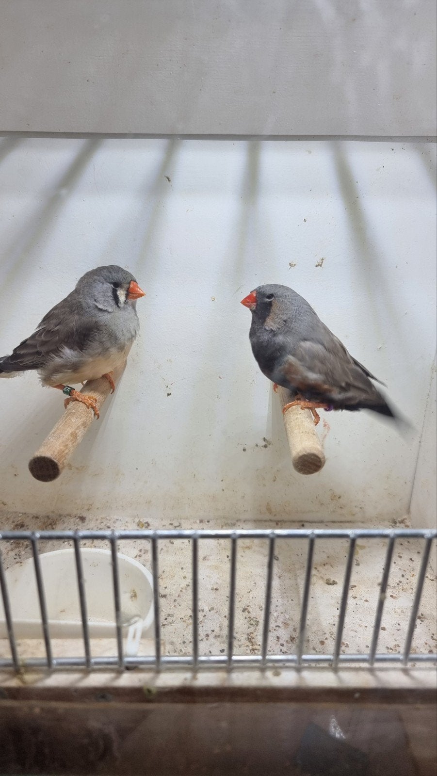 te koop koppel charcoal, Dieren en Toebehoren, Meerdere dieren