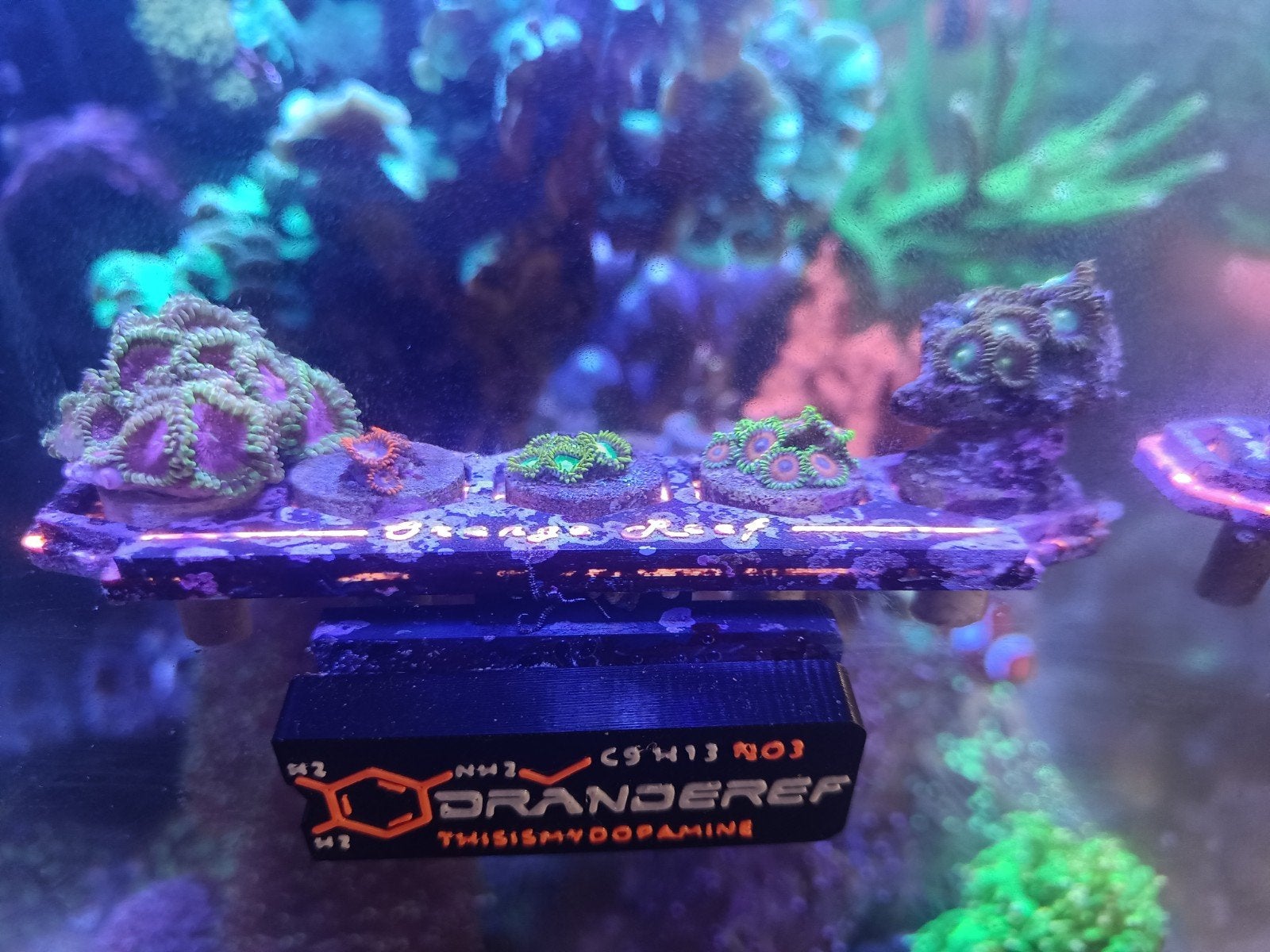 Verschillende zoanthids, Dieren en Toebehoren, Ophalen, Gevuld zeewateraquarium