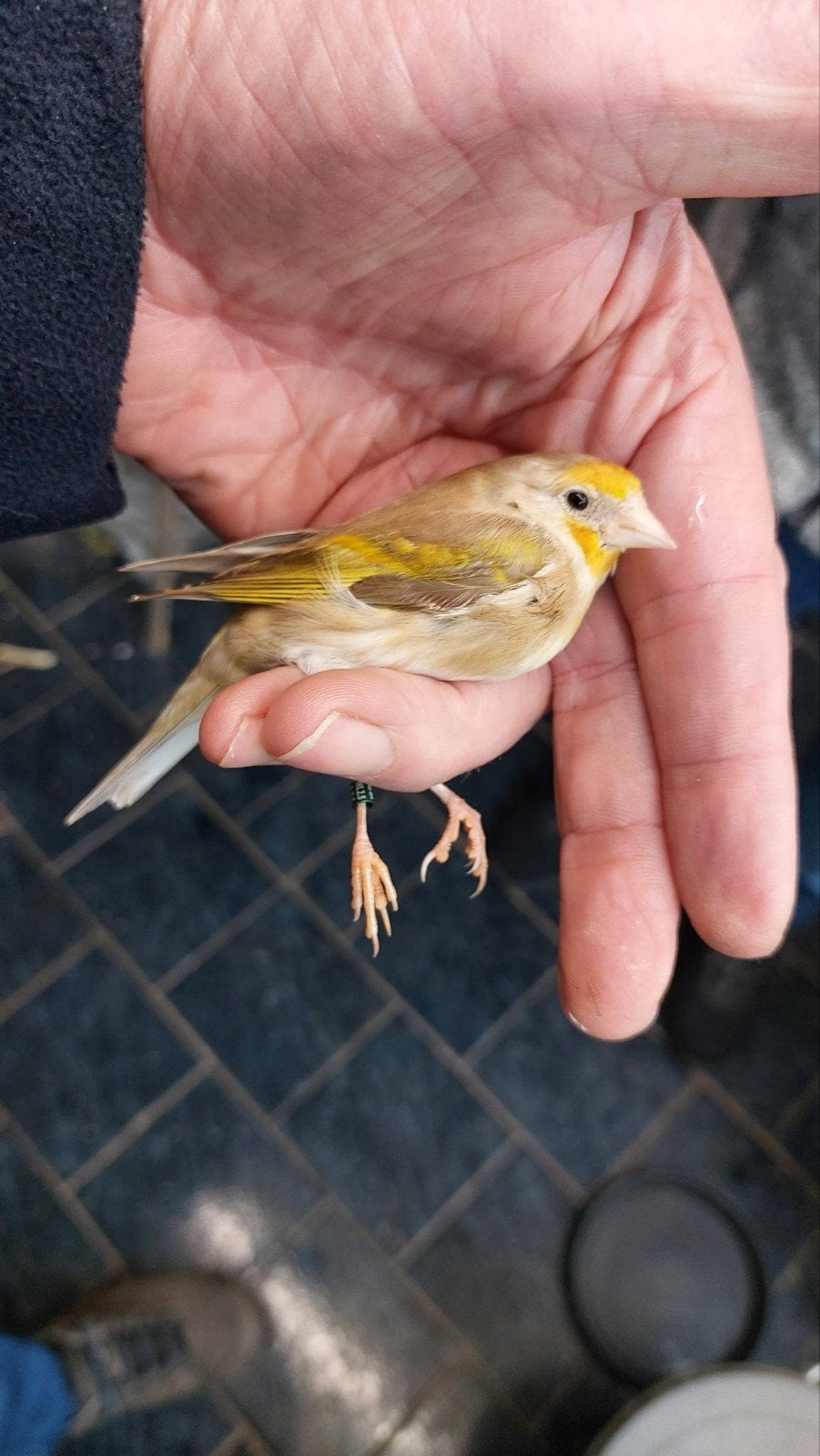 bastaard putter kanarie, Dieren en Toebehoren