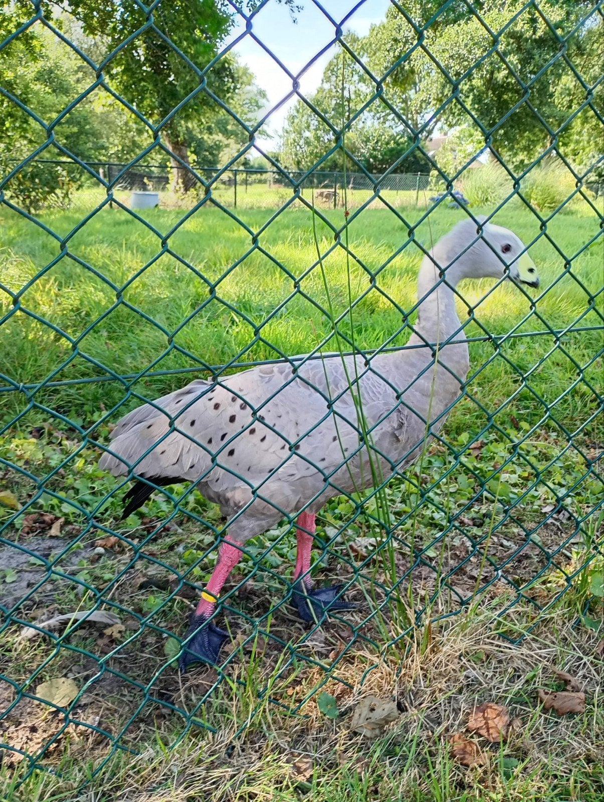 te koop ceriopsus hoender gans, Dieren en Toebehoren, Mannelijk