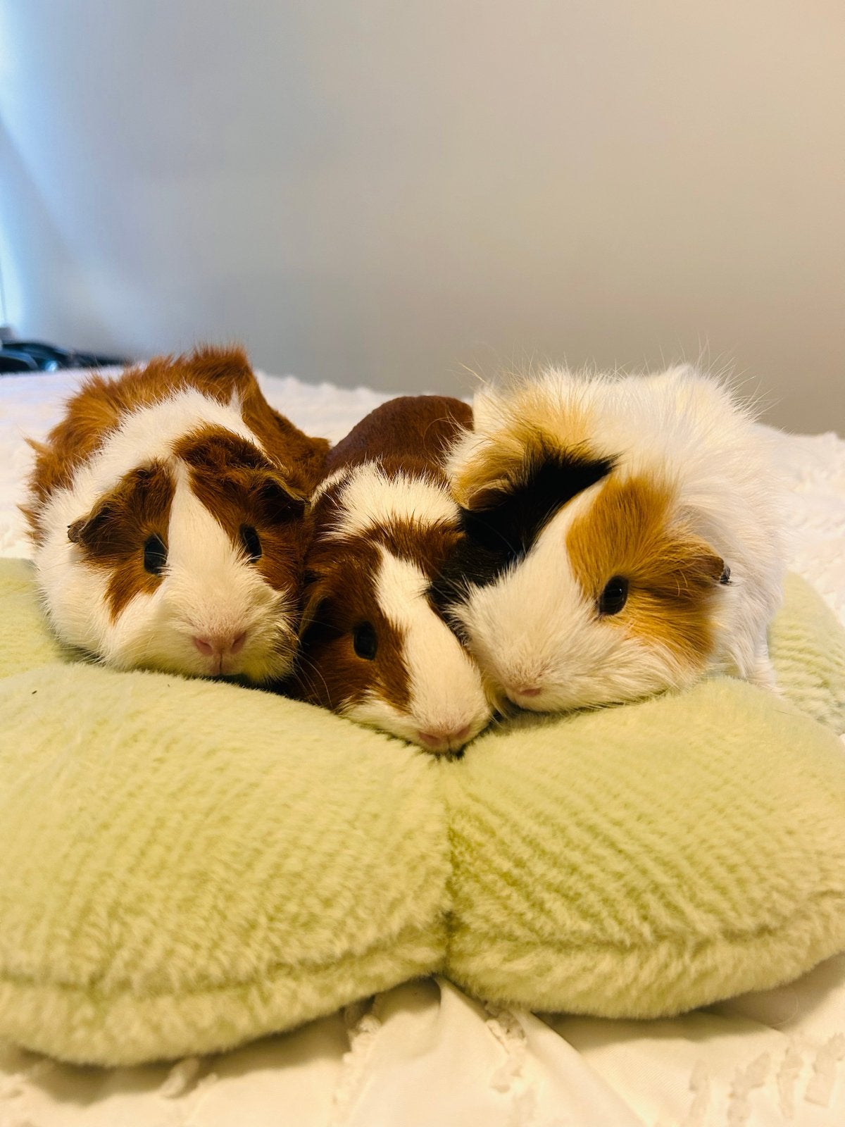 Cavia Zeugjes, Dieren en Toebehoren, Knaagdieren, Cavia, Augustus, Vrouwelijk, Tam