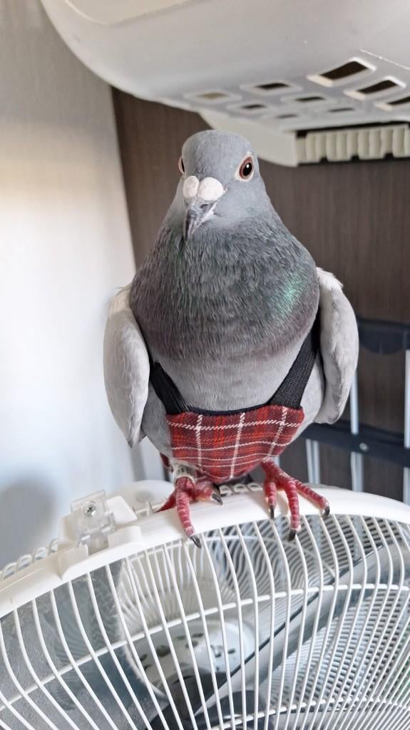 Victor is vermist! €100 beloning bij veilig thuis brengen, Vogel