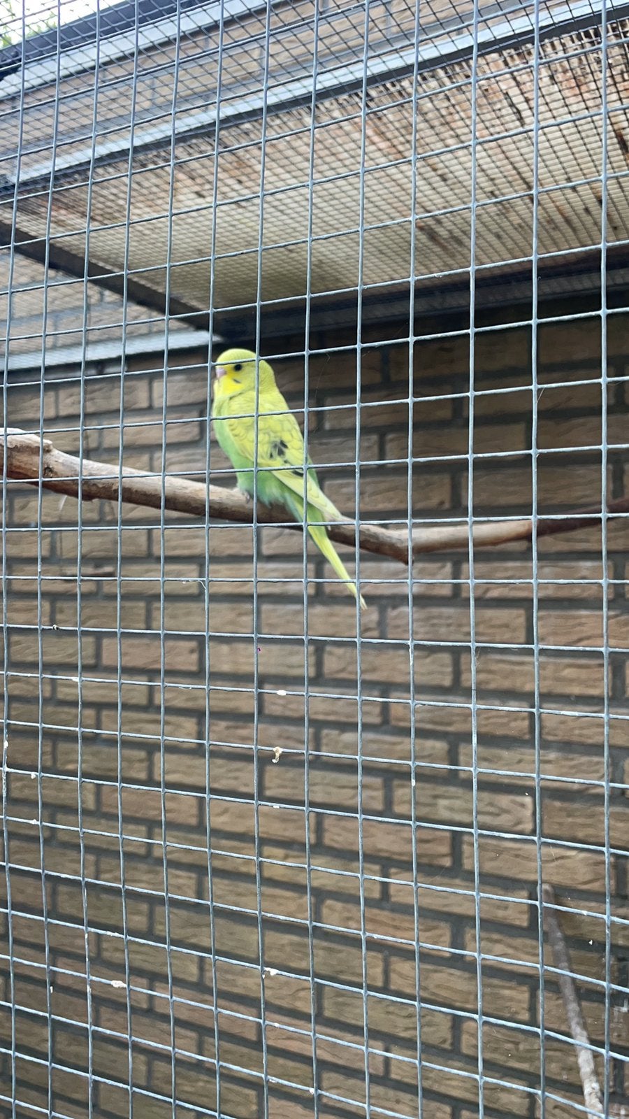 Te koop jonge grasparkiet, Dieren en Toebehoren, Vogels | Parkieten en Papegaaien, Geslacht onbekend, Parkiet