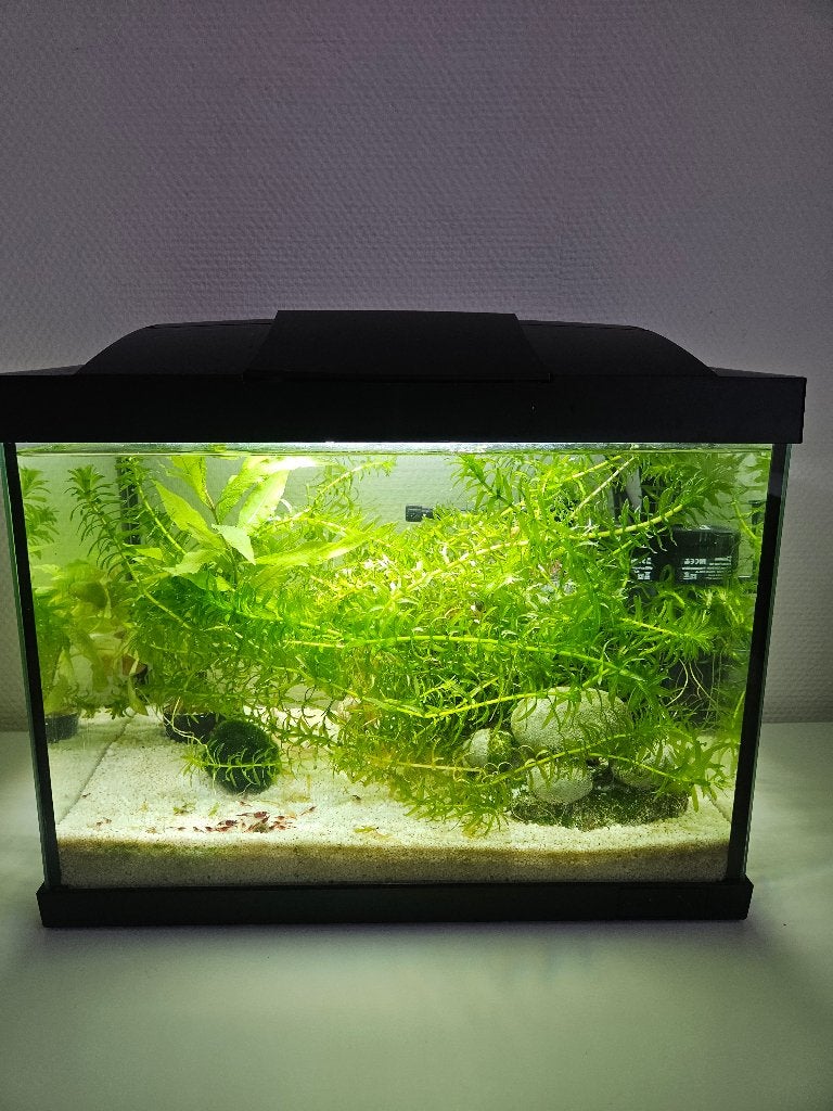 SuperFish Aquarium 20 liter + Red Rilli garnalen, Ophalen, Gebruikt, Pomp, Overige merken