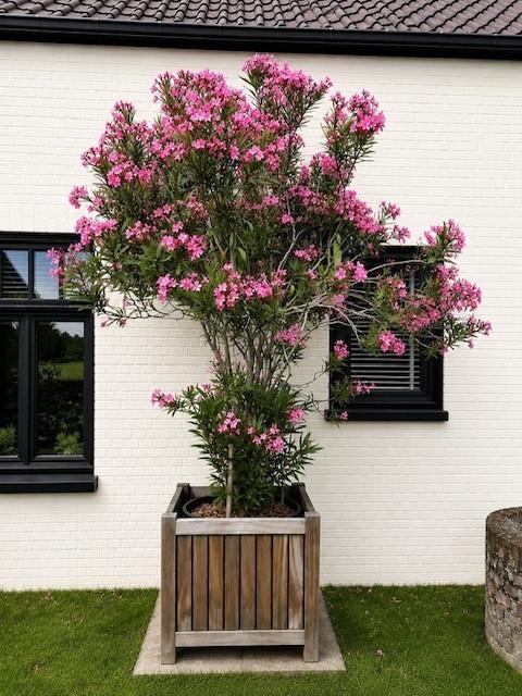 oleander, Ophalen, Vaste plant, Overige soorten, Volle zon