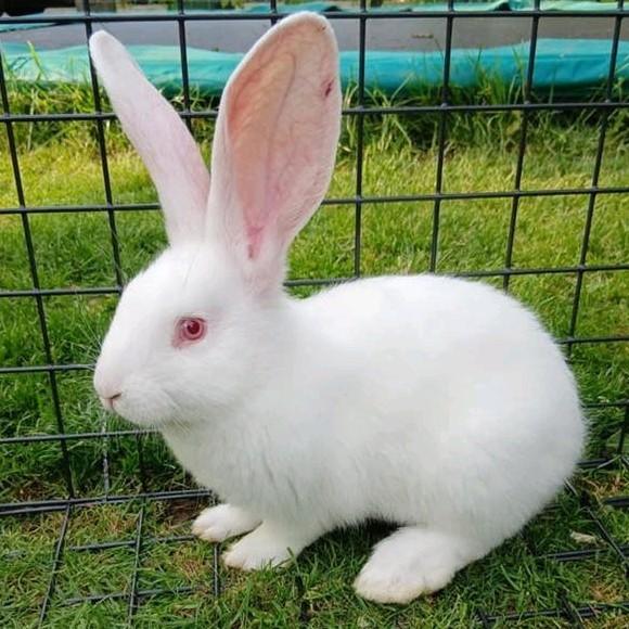 Duitse reuzen meerdere kleuren, Meerdere dieren, Groot, 0 tot 2 jaar