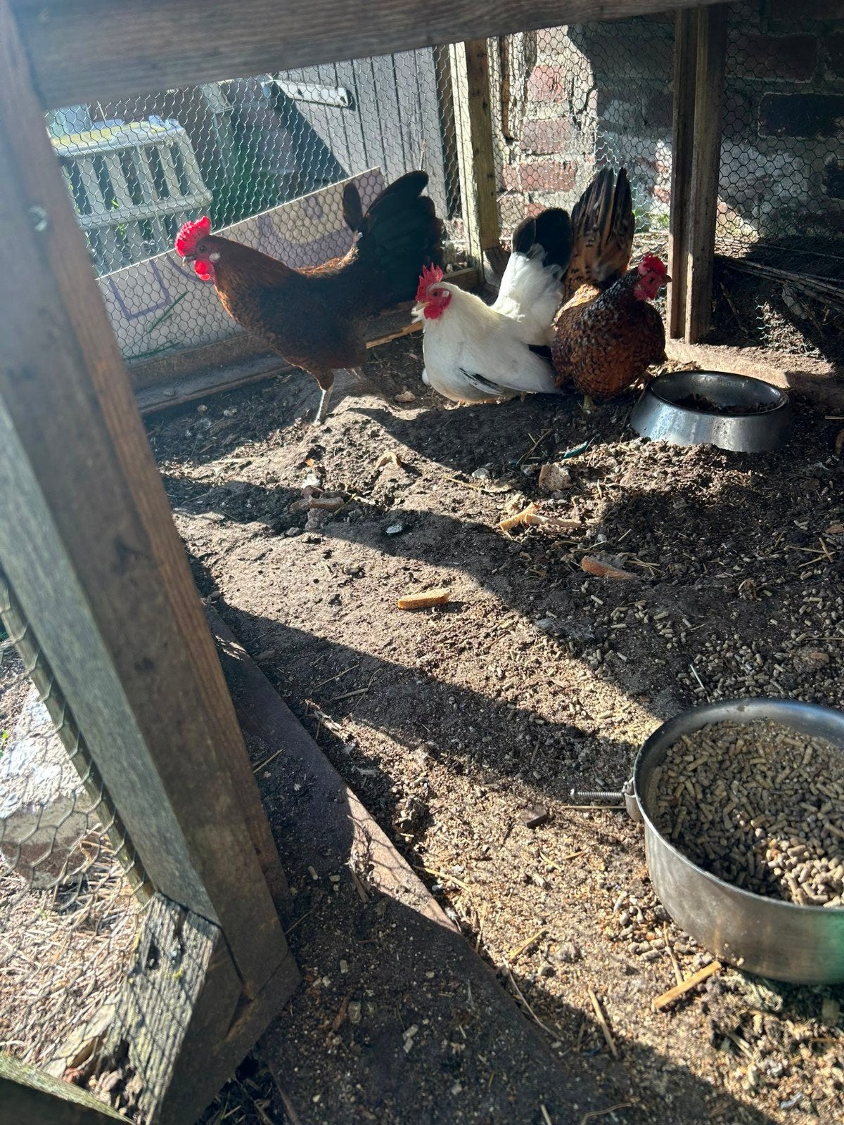 3 Serama hennetjes + haantje, Vrouwelijk, Kip