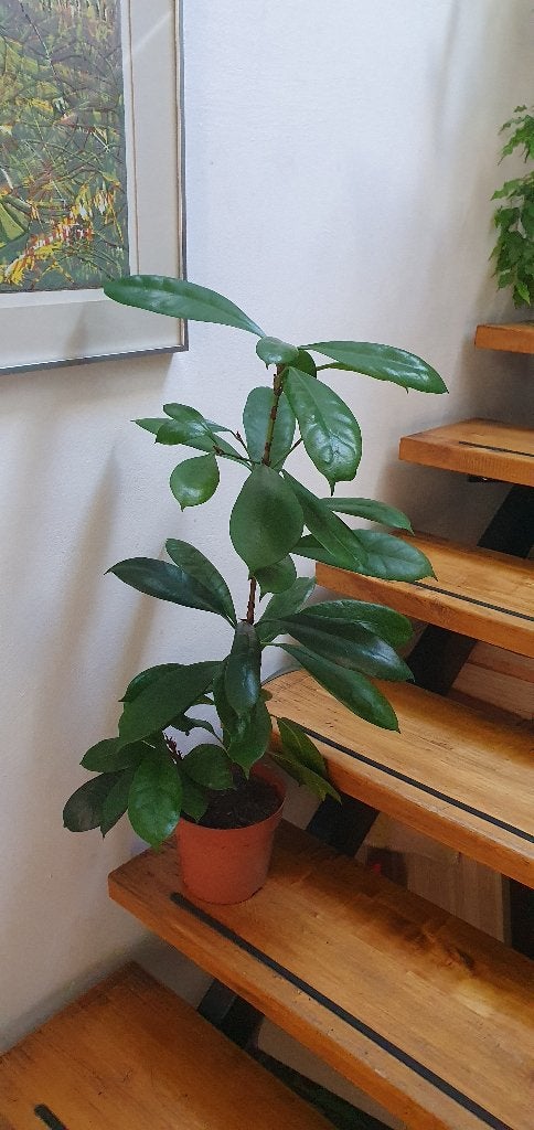 Ficus Cyathistipula, sterke kamerplant, blinkend blad, Ophalen, Ficus, Halfschaduw, Minder dan 100 cm