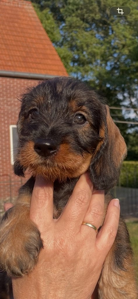 Ruwhaar teckel pups wildkleur (standaard), Dieren en Toebehoren, Honden | Teckels en Dashonden, Parvo, Standaard, 8 tot 15 weken