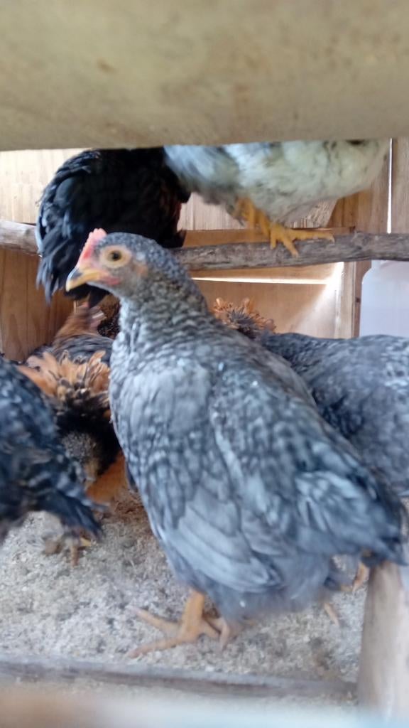 Prachtige hanen 8 weken oud. Wyandottes, Dieren en Toebehoren, Mannelijk, Kip