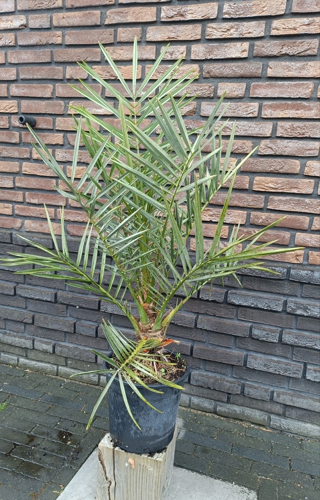 Canarische dadelpalm in 27 cm pot. Winterhard tot -5C, Bloeit niet, Minder dan 100 cm, Palmboom, Ophalen