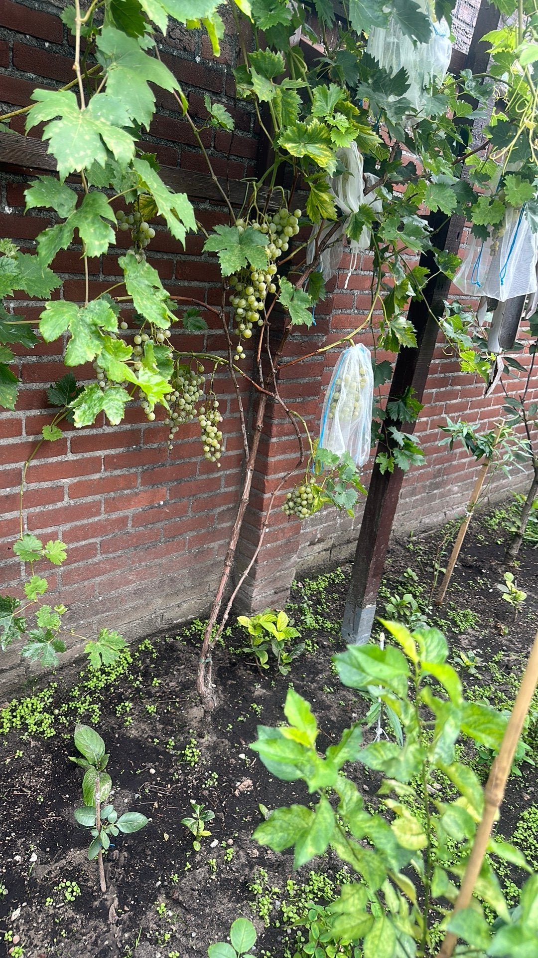 witte druiven, Overige soorten, 100 tot 250 cm, Zomer, Ophalen