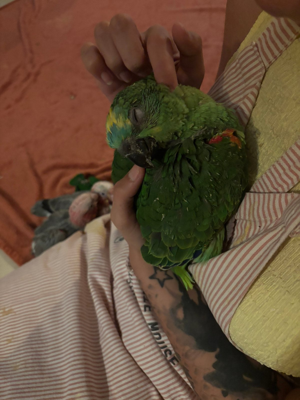 Handtamme blauwvoorhoofdamazone, Dieren en Toebehoren, Vogels | Parkieten en Papegaaien, Meerdere dieren, Papegaai