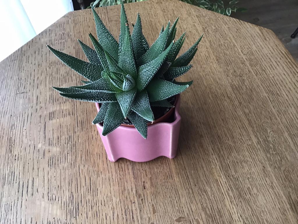 Bloempotje met plant Vintage ., Verzamelen, Retro, Huis en Inrichting, Ophalen of Verzenden