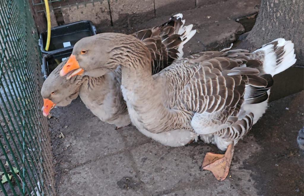 Broedeieren dewlap toulouse ganzen, Dieren en Toebehoren, Pluimvee, Geslacht onbekend, Gans of Zwaan
