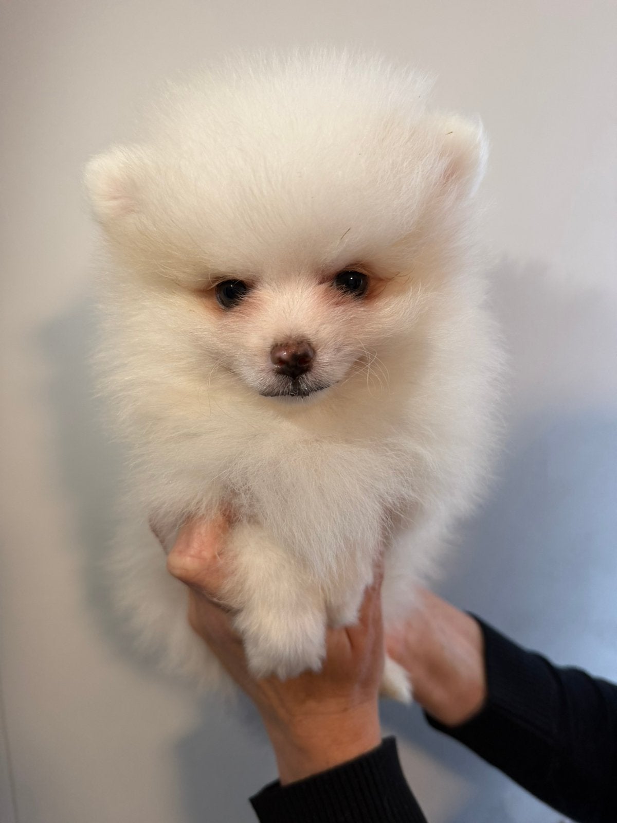 Pomeriaan pup vader FCI stamboom ouders BEIDE aanwezig, Dieren en Toebehoren, Keeshond, CDV (hondenziekte), 8 tot 15 weken, Meerdere