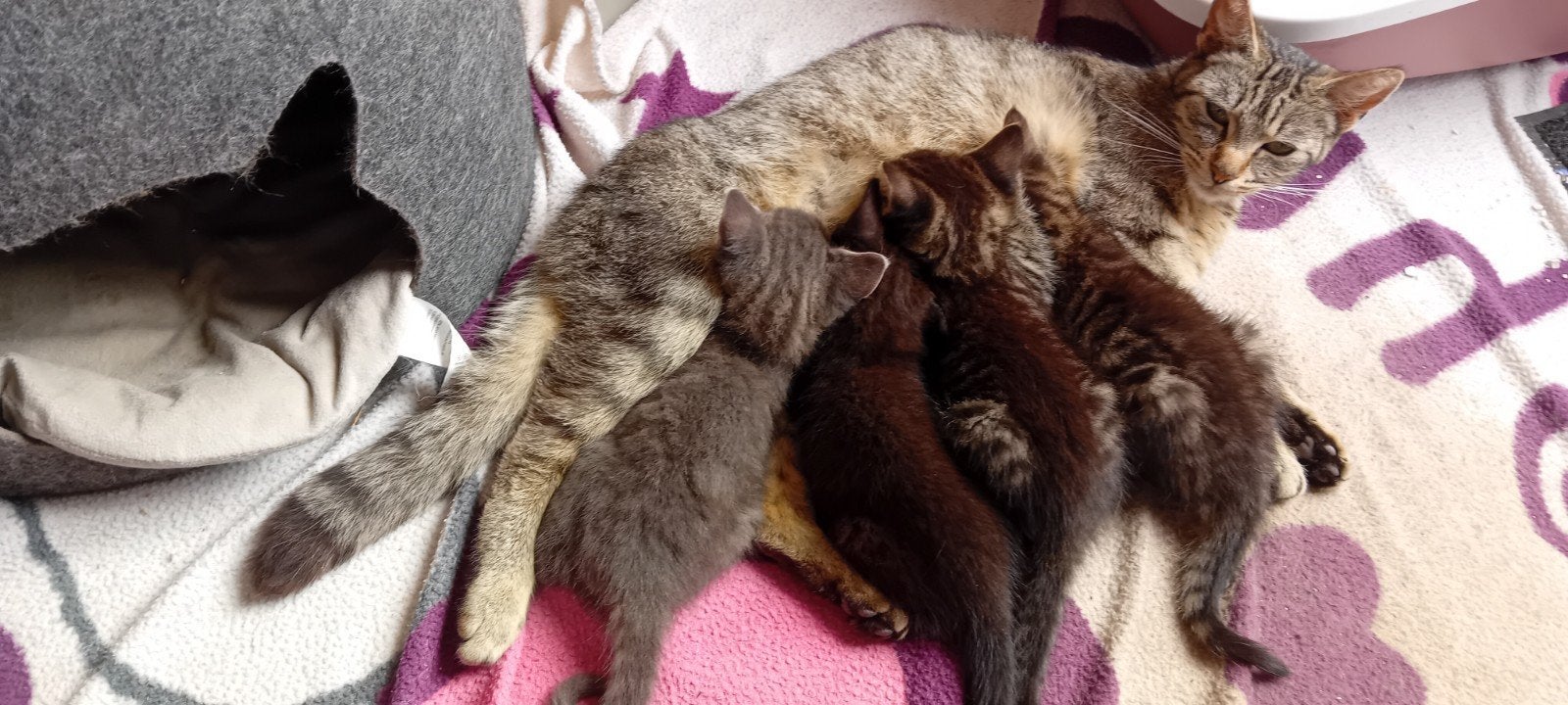Kittens, Meerdere dieren