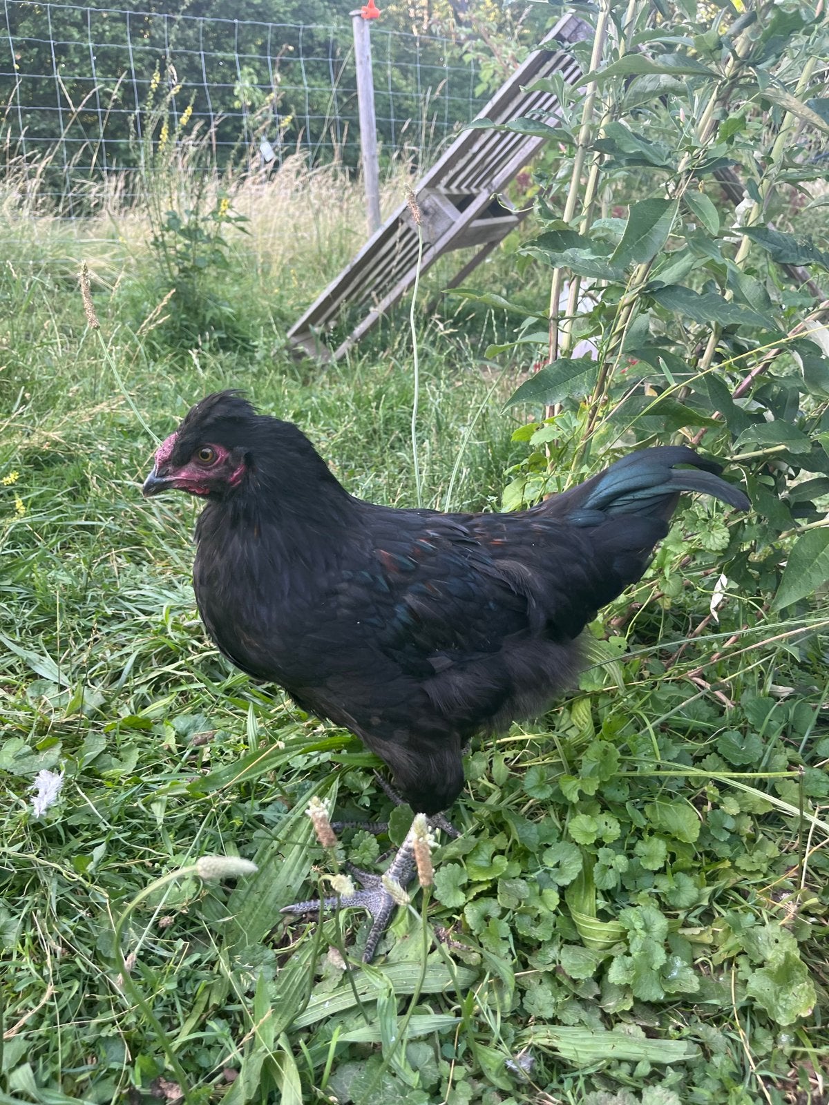 Hanen, Dieren en Toebehoren, Pluimvee, Mannelijk, Kip