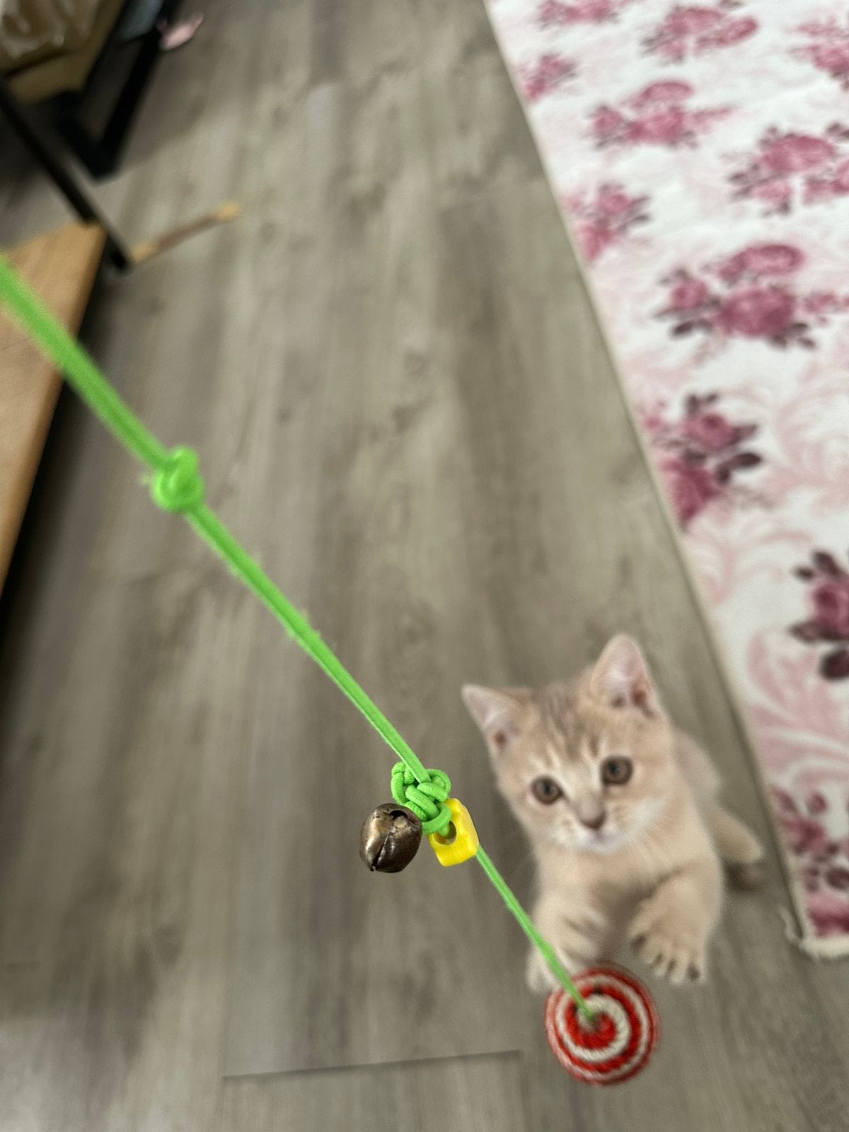 Britse korthaar kitten, Meerdere dieren