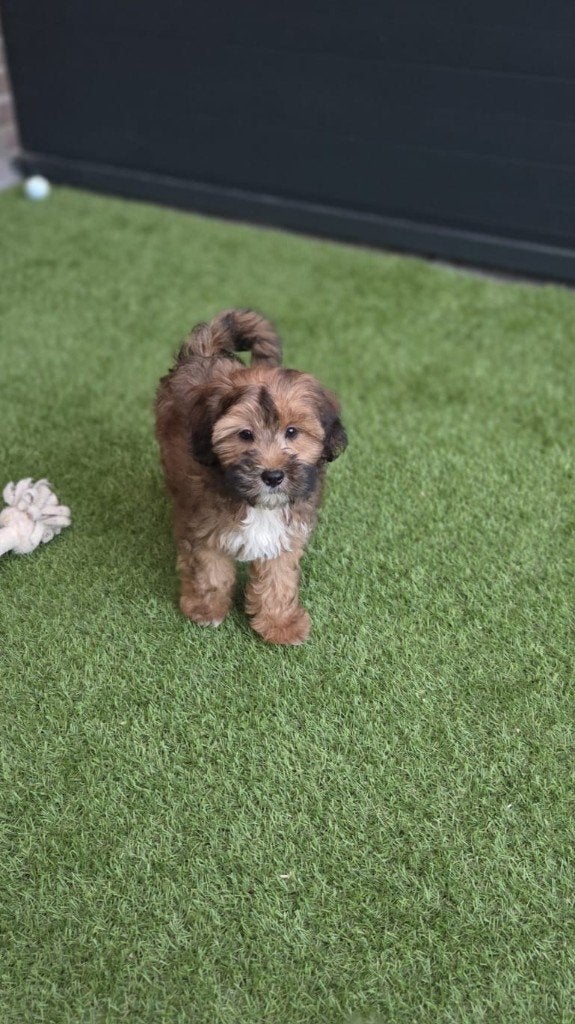 Mooie speelse Boomer pups te koop, Parvo, Nederland, Overige rassen, 8 tot 15 weken