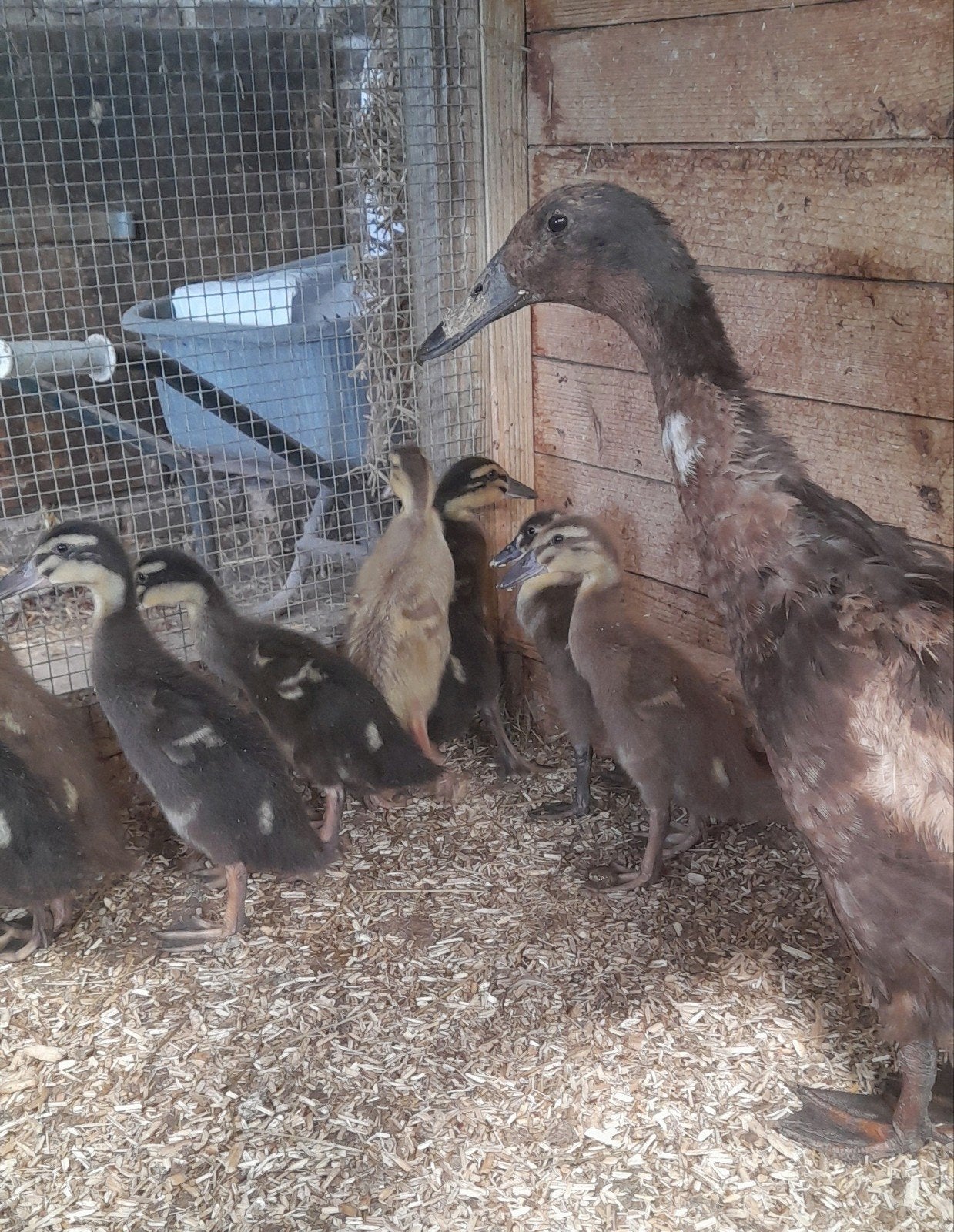 Indische Loopeend Kuikens - (van 5/6 Aug 2026), Dieren en Toebehoren, Geslacht onbekend, Eend