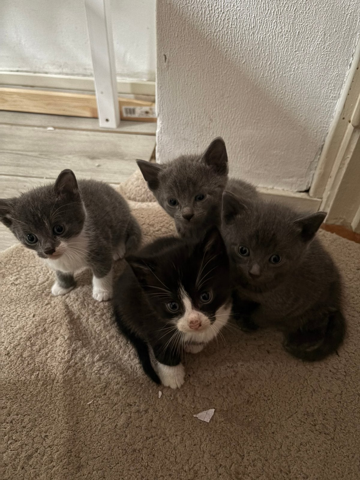Lieve kittens zoeken binnenkort een nieuw thuis!, Dieren en Toebehoren, Meerdere dieren, 0 tot 2 jaar