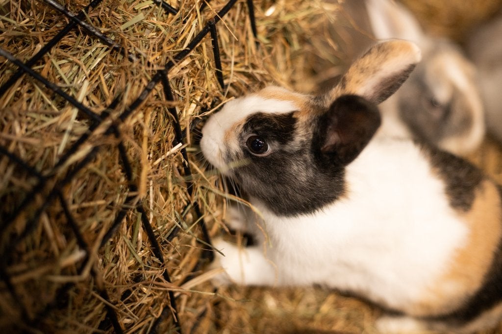 Hollander konijnen | Jonge dieren | Meerdere kleurslagen, Meerdere dieren, Middelgroot, Hangoor, 0 tot 2 jaar