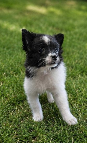 Boomer x pomeriaan pups, 8 tot 15 weken, Meerdere, Meerdere dieren, Klein