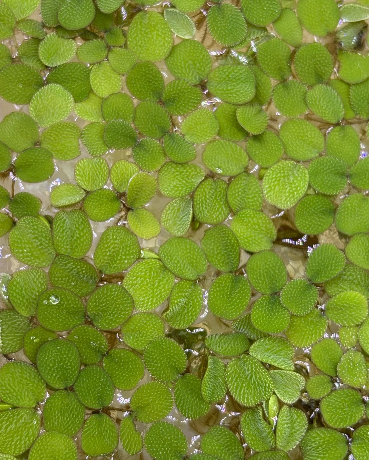 Salvinia Minima (kleine vlotvaren) - Drijfplant, Dieren en Toebehoren, Vissen | Aquaria en Toebehoren, Ophalen, Nieuw, Plant(en), Steen of Hout